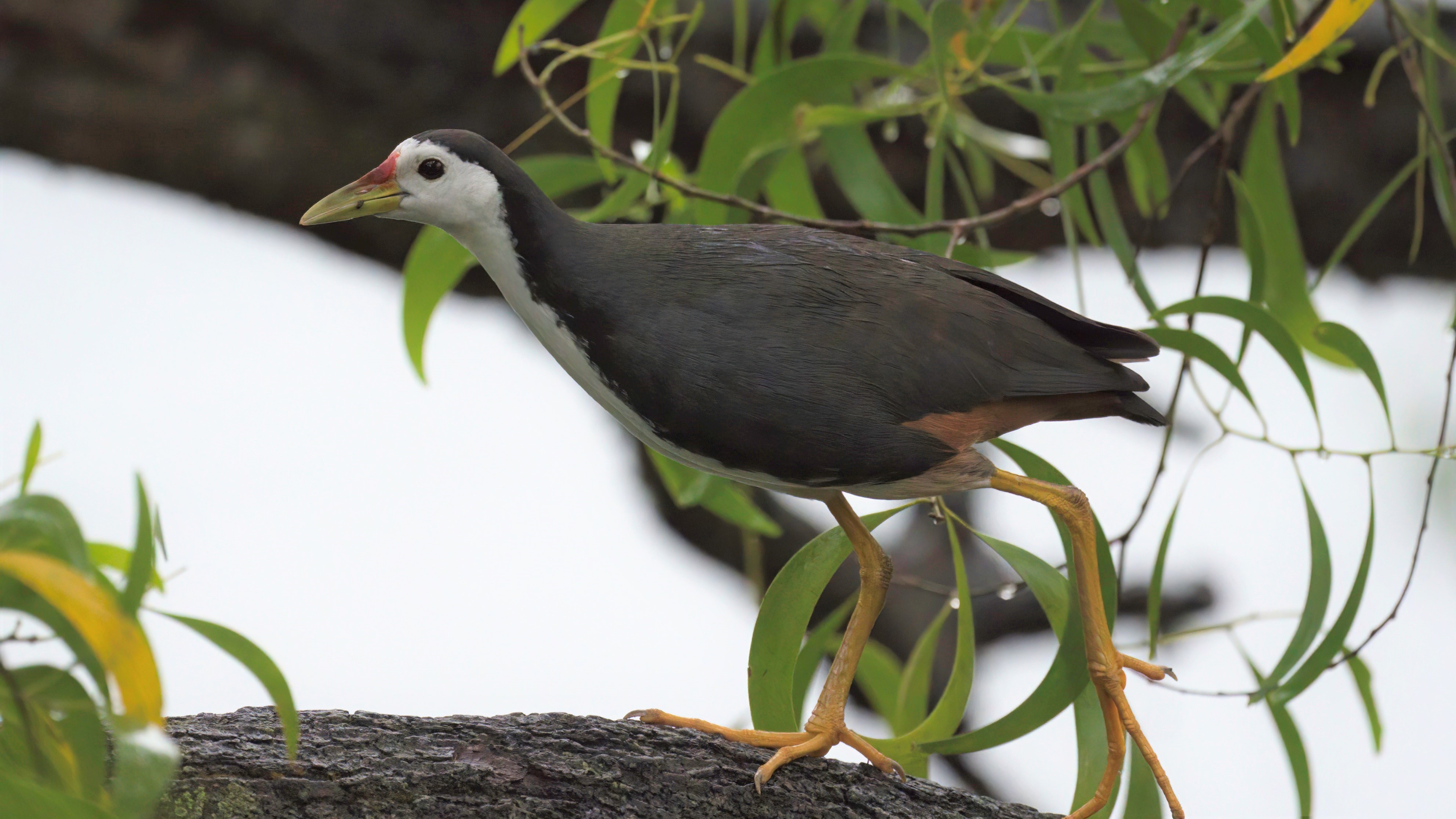 White-breasted Waterhen